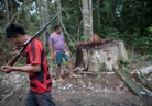 Illegal logging in Brazil turns Amazon into a powder keg
