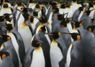Antarctic penguins suffer 'catastrophic' breeding failure