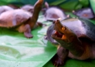 Turtle Power: near extinct terrapins make Cambodian comeback