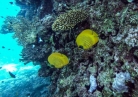 Egypt's rebounding tourism threatens Red Sea corals