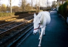 Wandering horse: Strolling mare causes stir in Frankfurt