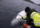 Enigmatic Beluga whale lets people pet it in Artic Norway