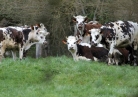 Cheese fans raise a stink over plans for pasteurised camembert